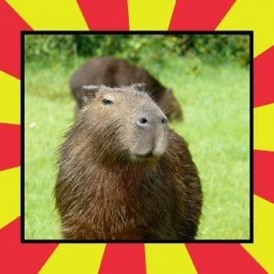 Create meme: capybara, the capybara, Handsome Capivara