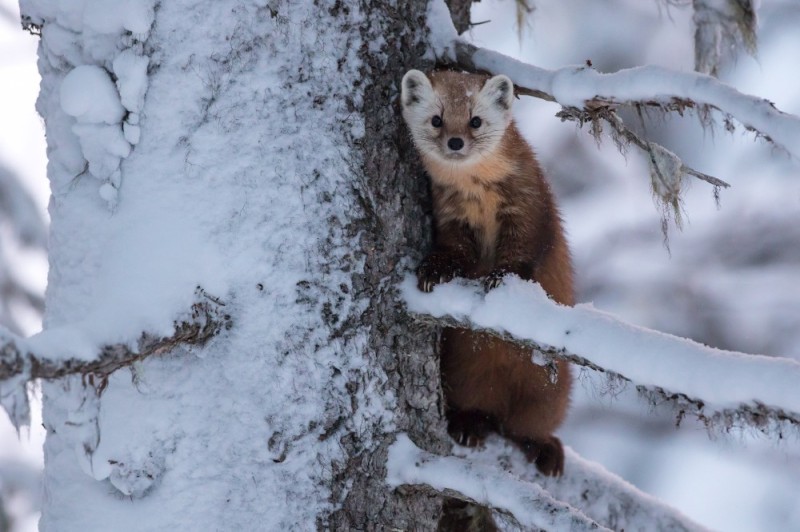 Create meme: marten, marten, forest marten in winter