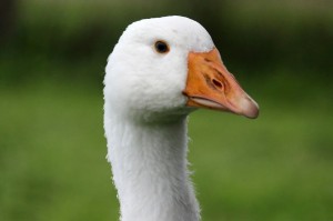 Create meme: goose, white goose, goose