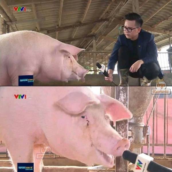 Create meme: Landrace breed of pigs, memes with pigs, breed of pigs