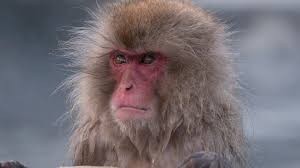 Create meme: Japanese macaque, monkey , japanese macaques