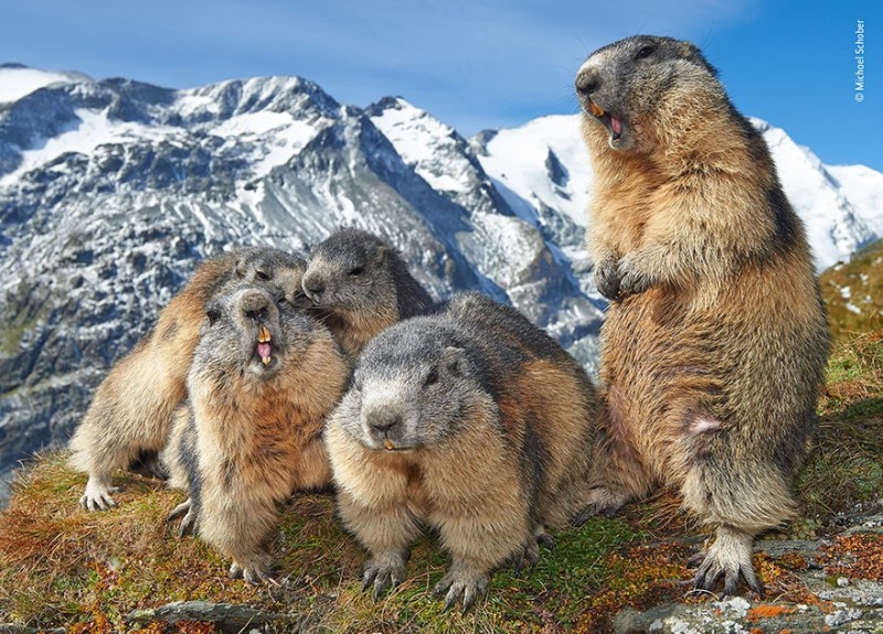 Create meme: Marmot Alpine marmot, marmot , Marmot the groundhog