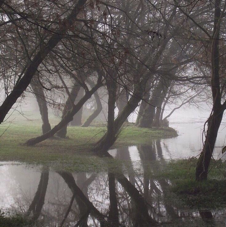 Create meme: reflection of trees in the water, gloomy landscapes, A tree above the water