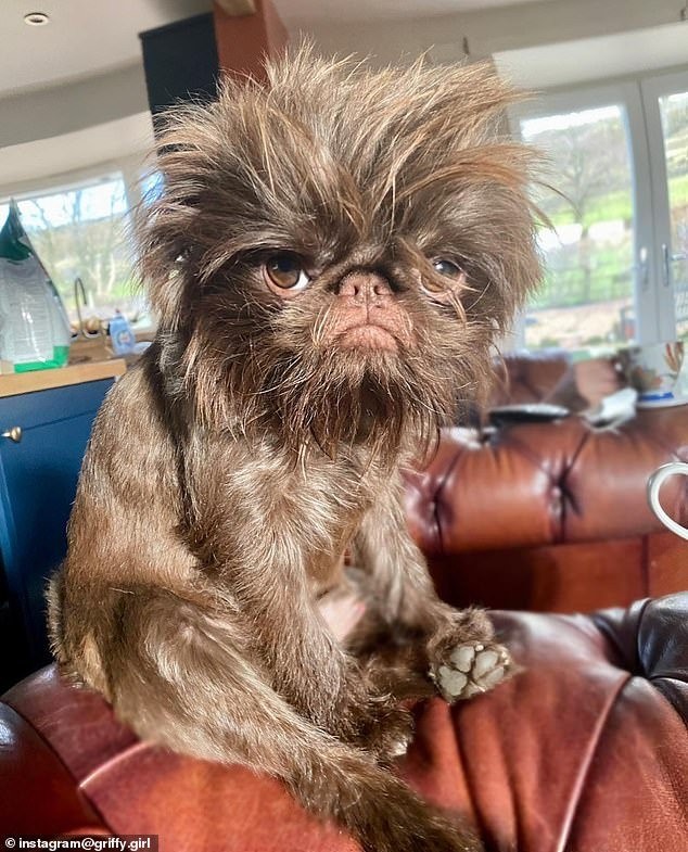 Create meme: griffon chewbacca dog breed, the Brussels griffon dog, The Belgian griffon is a breed