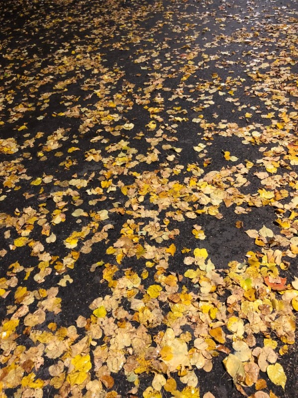 Создать мем: опавшая листва, осенний, осень радует