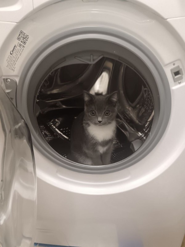 Create meme: the washer , cat , cat 