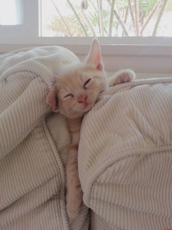 Создать мем: спящие коты смешные, спящий кот, сонный кот