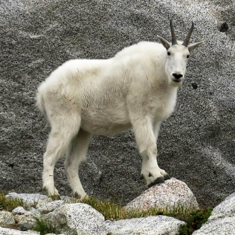 Create meme: The snow goat of North America, the white goat, mountain goats