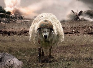 Create meme: sheep, battle sheep, sheep