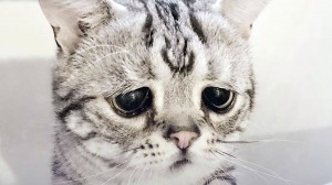 Create meme: sad cat, sad cat, sad cat pictures