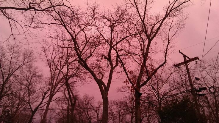 Create meme: The aesthetics of death, the tree at night , pink sunset 