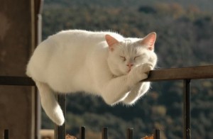 Create meme: funny cat, matriarch railing photos, cat