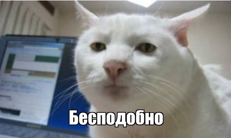 Create meme: cat meme , serious cat meme, cat acceptable