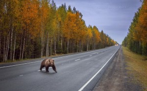 Create meme: Ural autumn photo track, on the way, road