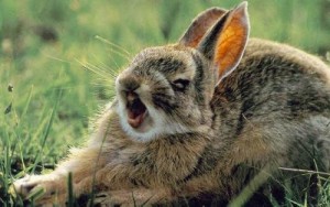 Create meme: viral haemorrhagic disease of rabbits, yawn, rabbit