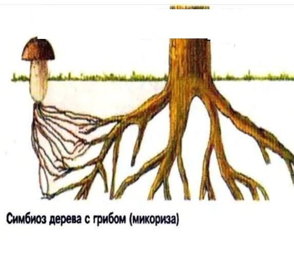 Create meme: symbiosis of a mushroom and a tree, Mycorrhiza pattern, mycorrhiza