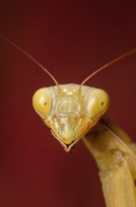 Create meme: sphodromantis viridis praying mantis, mantis ordinary, common mantis