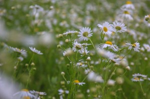 Create meme: photo of autumn daisies, art photography daisies, Daisy rain