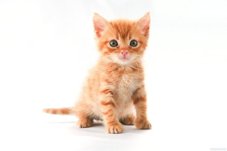 Create meme: kitten redhead, red kitten on a white background, little red kittens