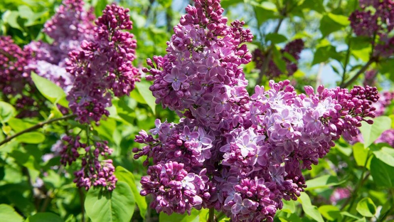 Create meme: common lilac, lilac is an ordinary sensation, lilac bush