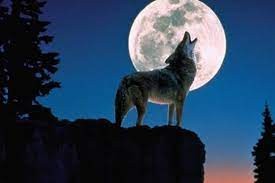 Create meme: the howling wolf, wolf moon background, moon wolf