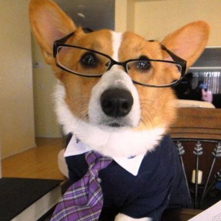 Create meme: Corgi boss, Corgi doctor, a meme about corgi