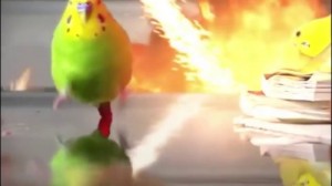 Create meme: parrot on the background of the explosion, parrot, parrots