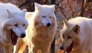 Create meme: laughing wolf, three wolves, Dog