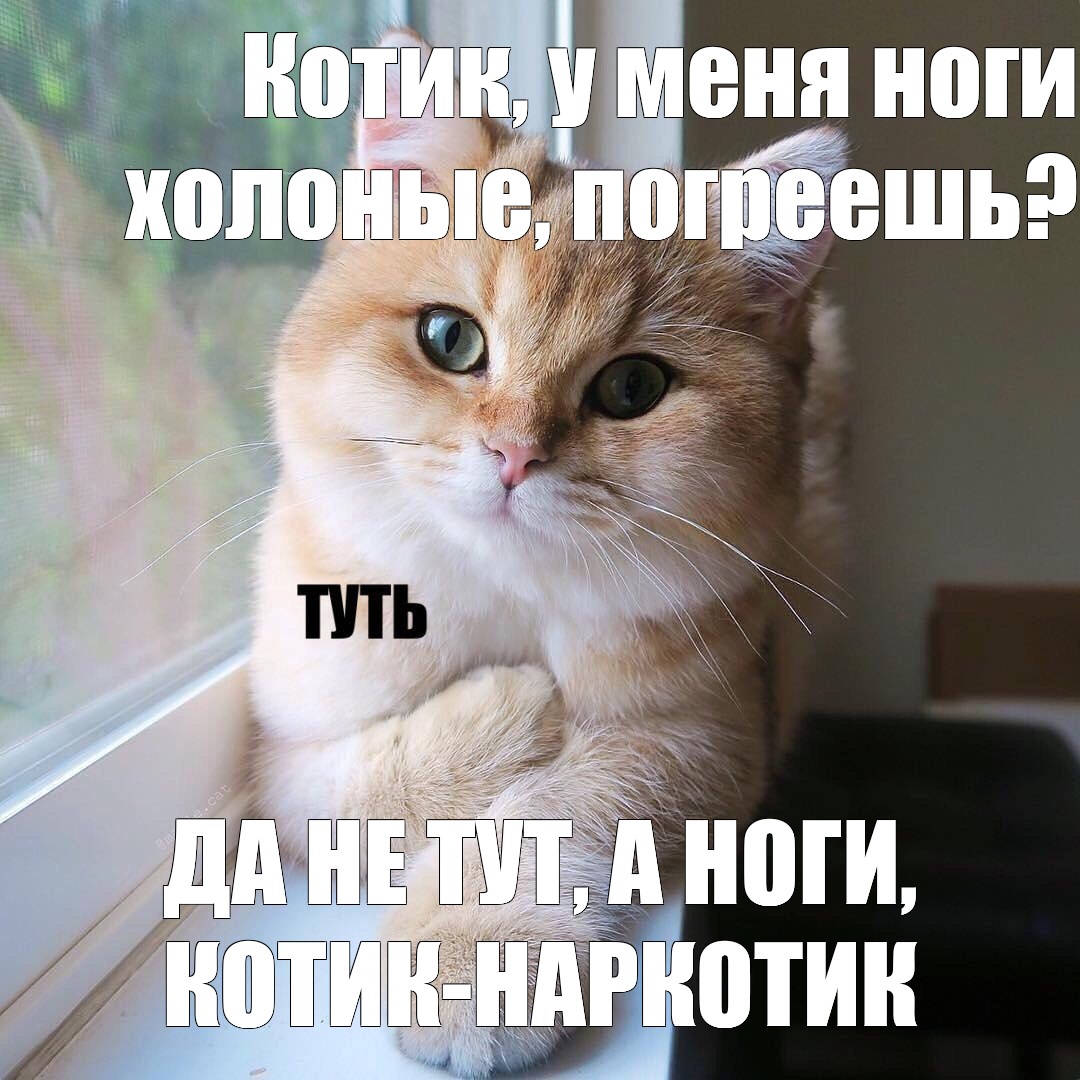 Туть котик картинка