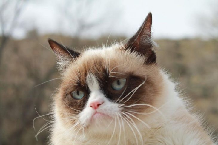 Создать мем: grumpy cat, вечно недовольный кот, недовольный кот