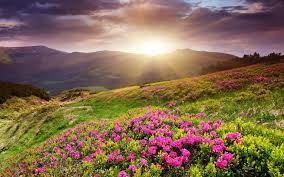 Create meme: mountains flowers dawn, landscape of flowers, nature sunrise
