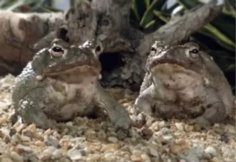 Создать мем: 2 жабы, серая жаба, камышовая жаба