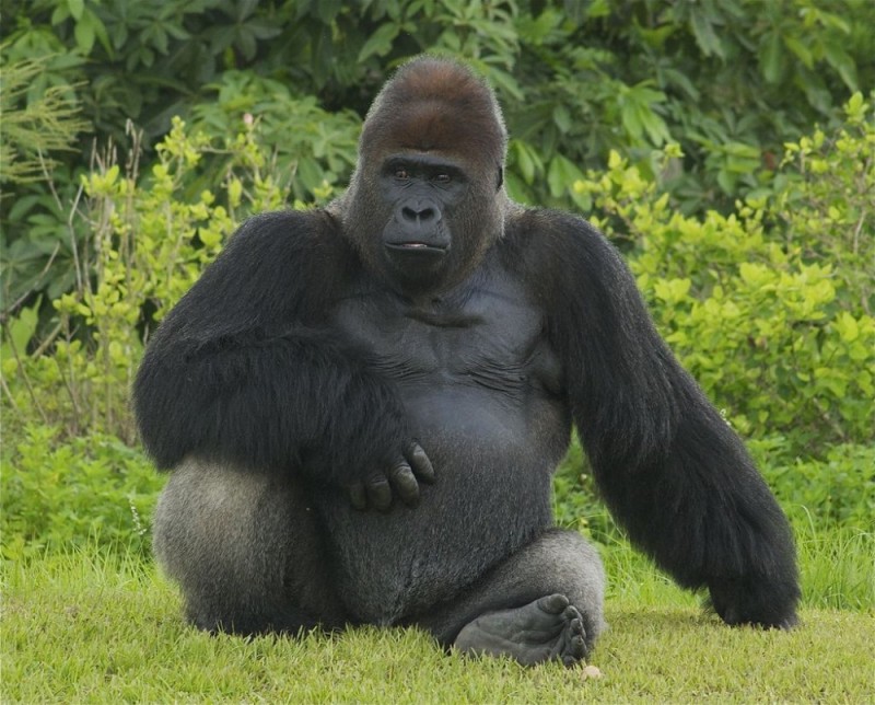 Create meme: gorilla male, The giant gorilla, gorillas