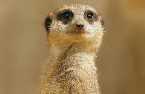 Create meme: meerkats , cute meerkat, animal meerkat