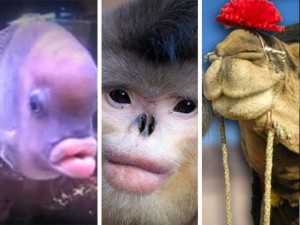 Create meme: monkey like man, cloned monkeys, umanska snub-nosed monkey.