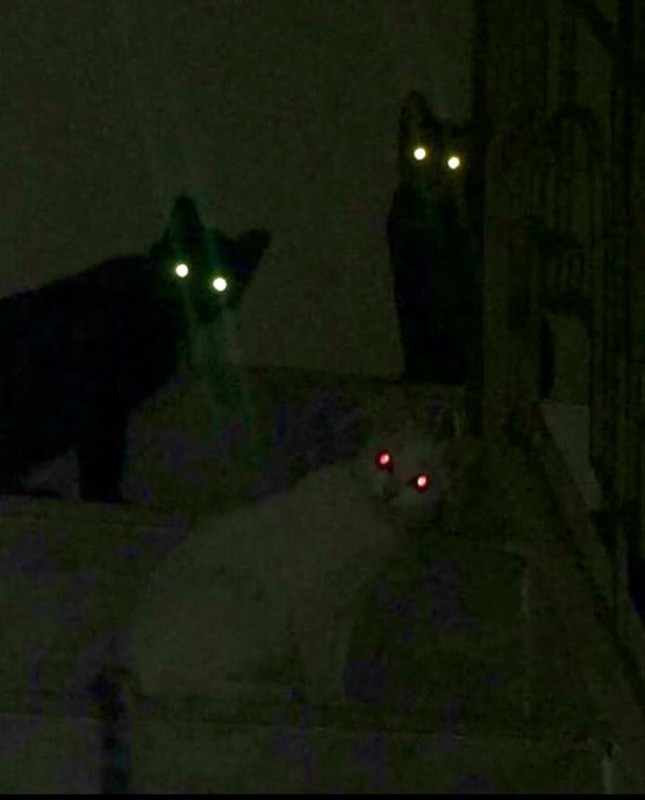 Create meme: eyes glow in the dark, the cat is watching, a cat with glowing eyes