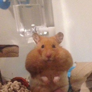 Create meme: Syrian hamster, hamster, hamster