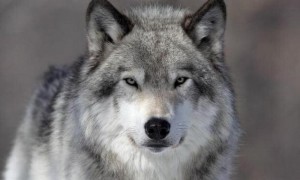 Create meme: beautiful wolf, grey wolf, wolf proud