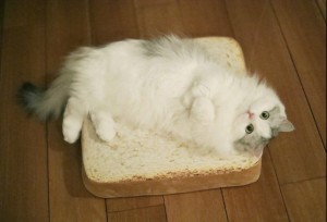 Create meme: cat, cat, white fluffy Siberian cat