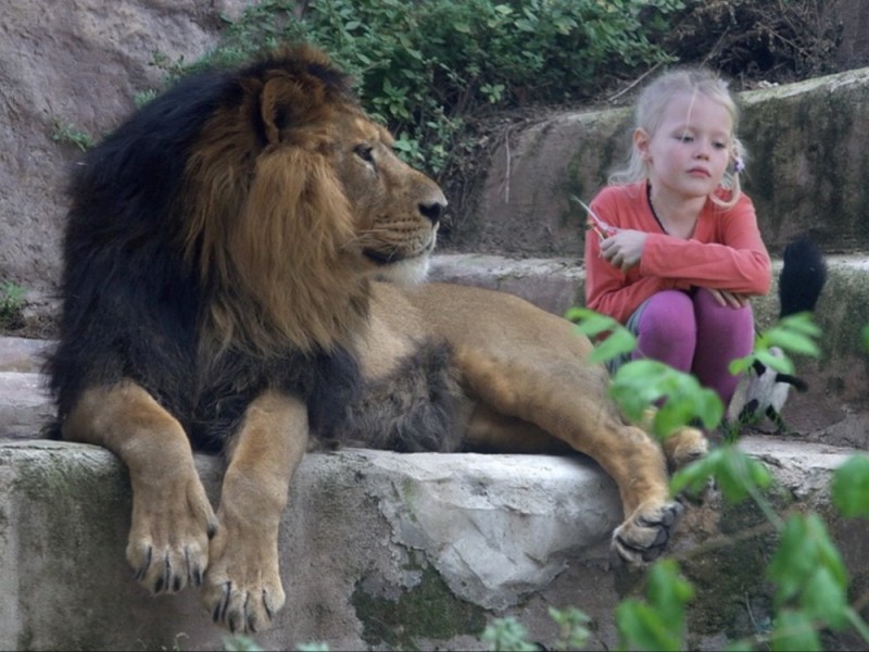 Create meme: a lion in the Moscow zoo, lion in the zoo for children, lion in the zoo