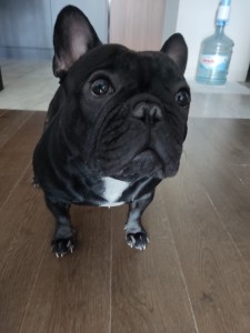 Create meme: dog French bulldog, breed French bulldog, French bulldog