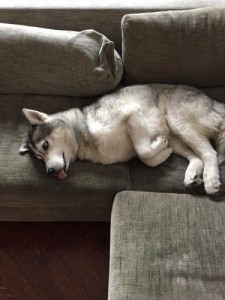 Create meme: alaskan malamute, husky, sleep