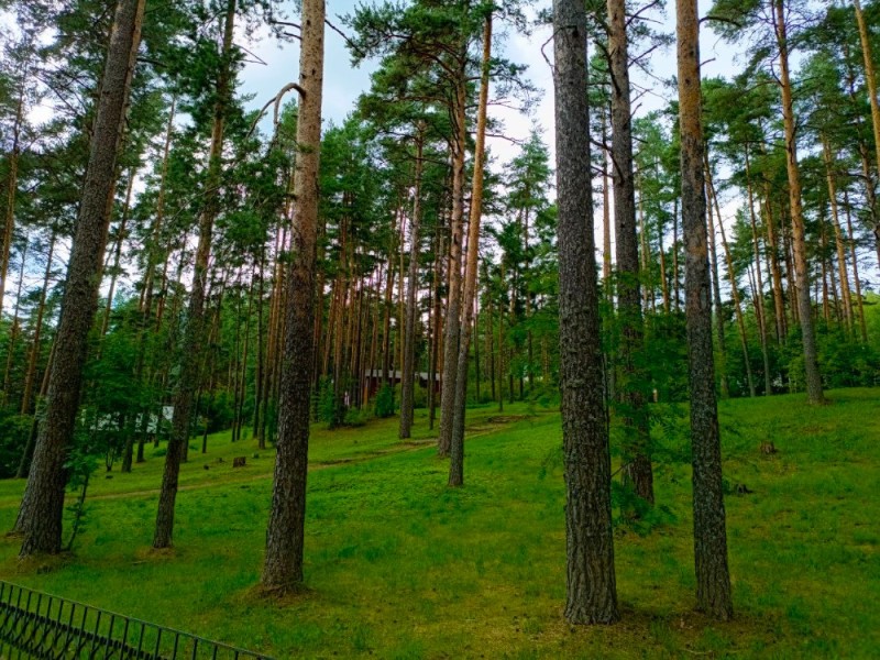 Create meme: pine forest park, seaside park sosnovy bor, forest 