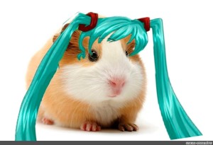 Create meme: emo guinea pig, abshkhda guinea pig, Guinea pig 