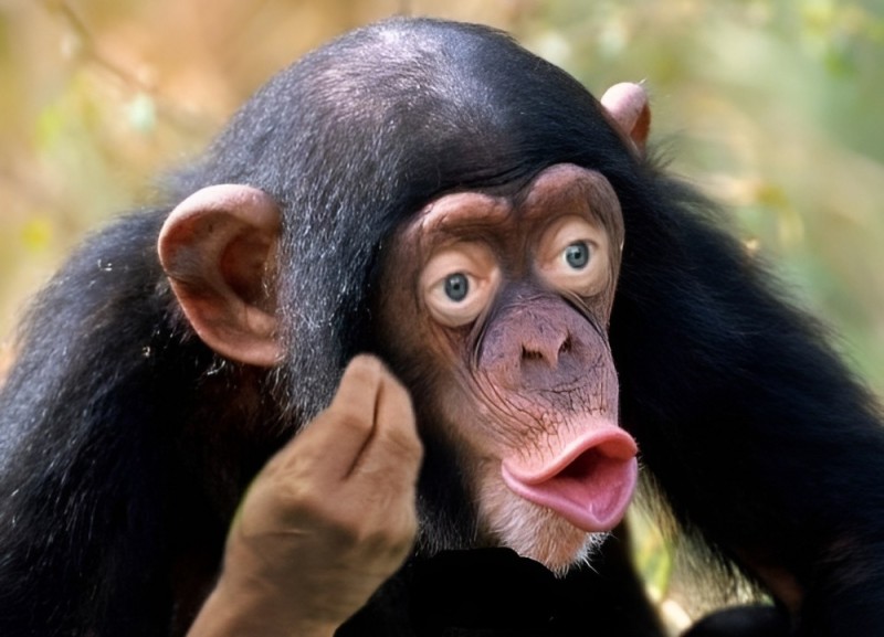 Create meme: lip chimpanzee, chimpanzee, monkey with lips