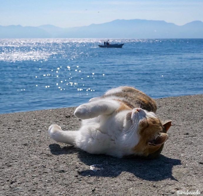 Create meme: cat of the sea, cat fu sea, cats at sea