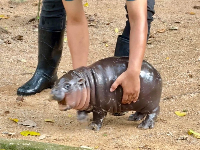 Create meme: dwarf hippopotamus, the hippopotamus is small, Hippo 