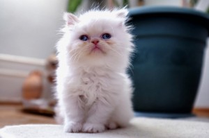 Create meme: fluffy kittens, fluffy white cat, white fluffy kitten