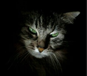 Создать мем: кошка недовольная, кот, серая кошка с зелеными глазами