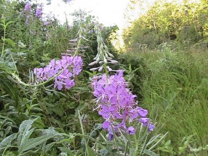 Create meme: medicinal plants of Georgia, fireweed in Bashkiria, Ivan tea background